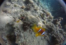 Freedivers - Freediving Courses购物图片