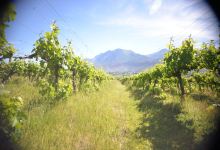 Patagonian Wines By Weinert景点图片