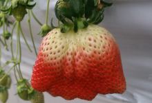 Strawberry Box景点图片