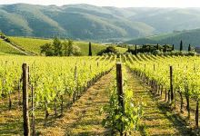 Fattoria di Montemaggio景点图片