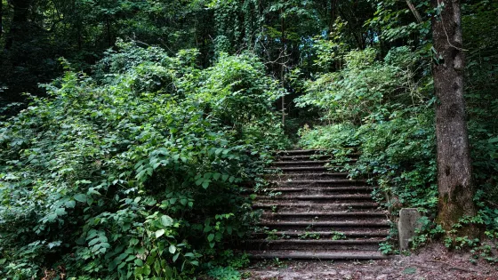 Nature Reserve Szaniawski Gorge