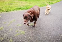 Blackwood Showfield Playground景点图片