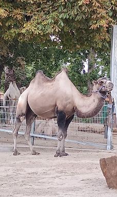 海德堡动物园-海德堡