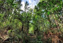 The Gums Campground (Parks Victoria)景点图片