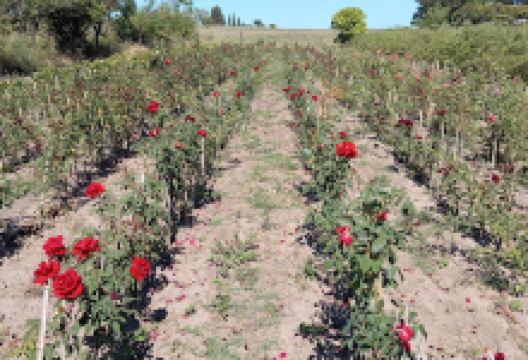 Vivero Quebracho购物图片