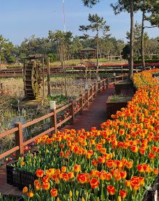 Sinan Tulip Festival-新安郡