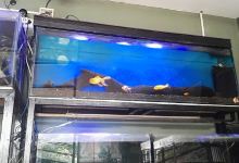 Acuario Triple A景点图片