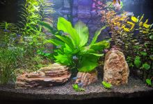 Aquatics to Your Door购物图片