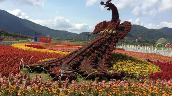 鳳凰花海