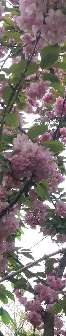 Danube Park-诺维萨德