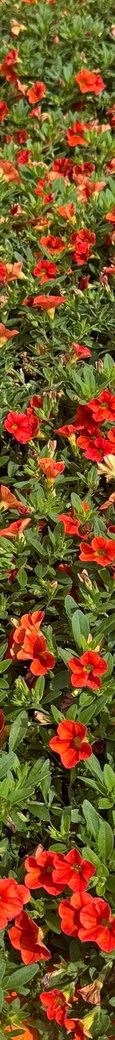 The Strong National Museum of Play-罗切斯特