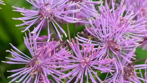 Chatelherault