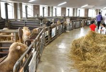 World Sheep Museum景点图片