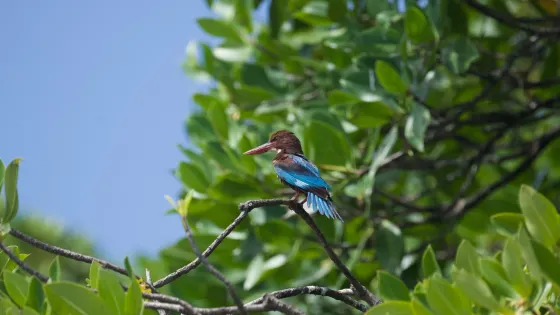Muthurajawela Marsh
