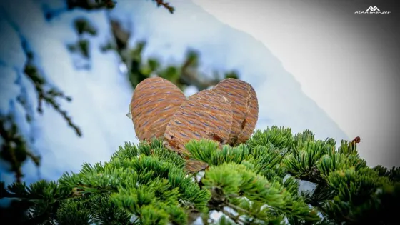 Al-Shouf Cedar Nature Reserve