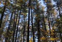Wahkeena Nature Preserve景点图片