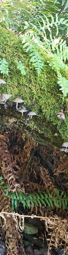 Lewis & Clark Interpretive Center-太平洋城县