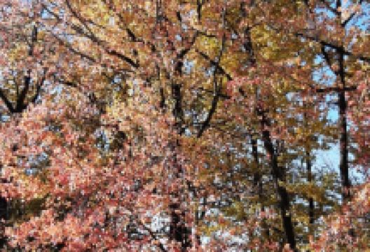 Zugdidi Botanical Garden景点图片