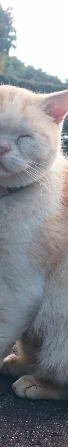 Gotanjoji Temple-越前市