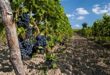 Lipowiec Vineyard景点图片