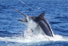 Hawaii Marlin Fishing景点图片