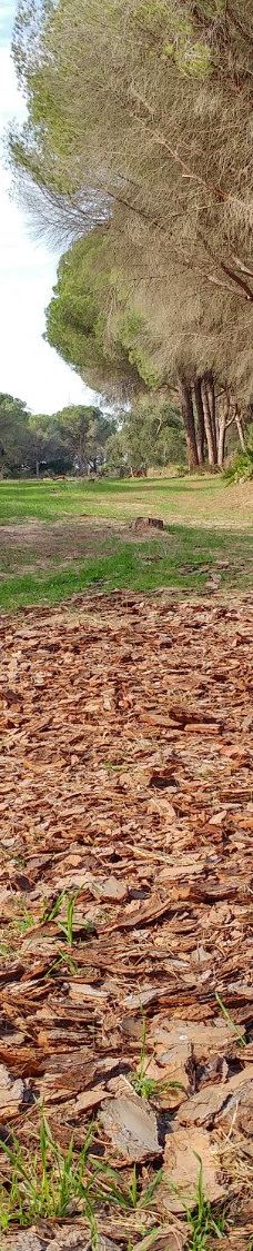 El Pinar del Rey-圣罗克