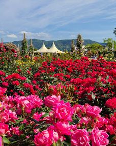 日本最大 鹿屋玫瑰园-鹿屋市