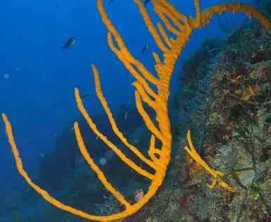 Porto Heli Scuba Club