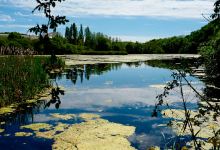 Ferryhill Carrs Nature Reserve景点图片
