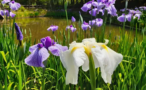 Tachioka Nature Park
