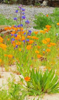 Botanical Garden-维尔茨堡