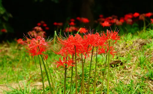 羽黒山公園