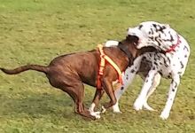 Scentral Dog Park景点图片