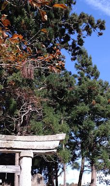 Cat's Shrine-高畠町