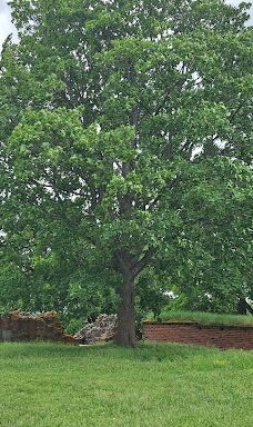 Kuusisto Bishop's Castle-卡里纳