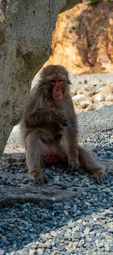 Hagachizaki Monkey Bay-南伊豆町