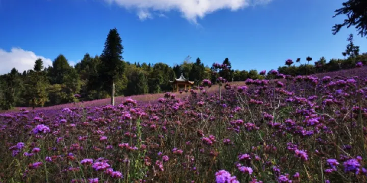 鐵廠荒森林花海