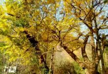 龙湖公园景点图片