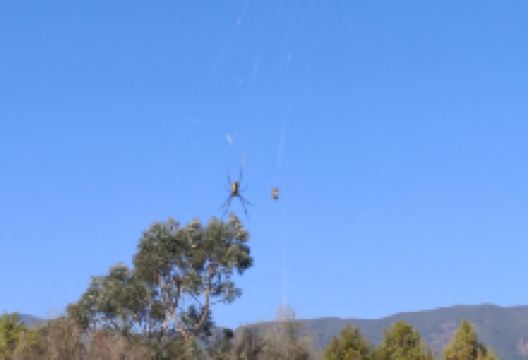 茈碧湖白鹭栖息保护地景点图片