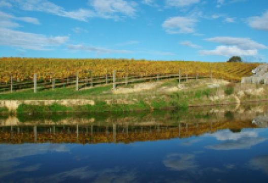 Rimu Grove Winery景点图片