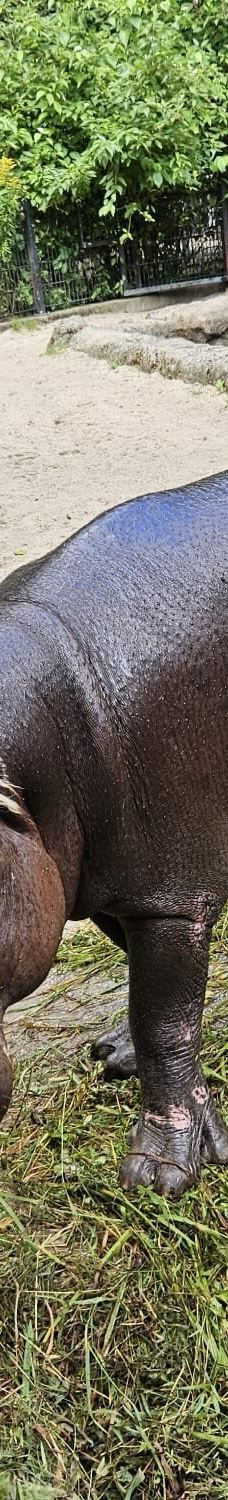 Chemnitz Zoo-开姆尼茨