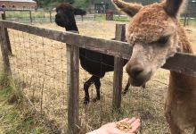 Shepherds Place Farm景点图片