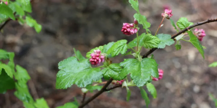 Heaps Peak Arboretum