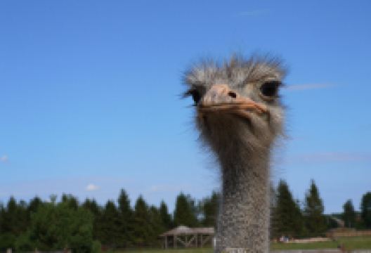 African Ostrich Farm in Garczyn景点图片