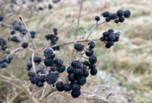 Heart of England Forest - Haydon Way Wood景点图片