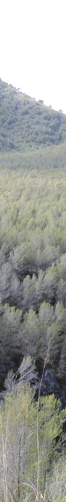 Fuente del Esparto-内尔哈