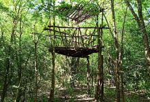 Tree house景点图片