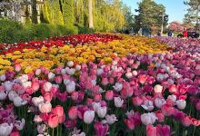 Tulip Tree Park景点图片