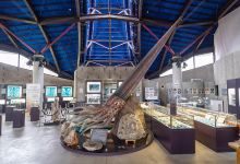 Shellfish Museum of Rankoshi景点图片