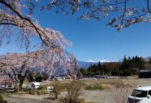 黒船桜景点图片